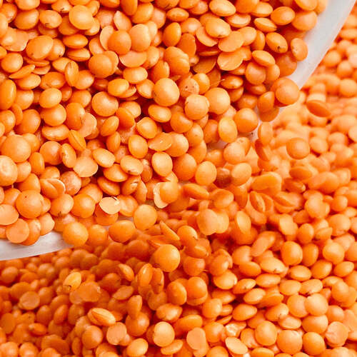 a grade common cultivated indian origin 99 9 percent pure edible whole masoor dal 743