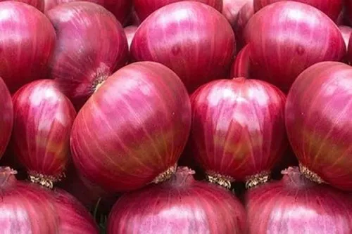 export quality onions 500x500
